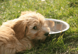 Ο σκύλος πέφτει σε λήθαργο – Μήπως δεν πίνει αρκετό νερό;