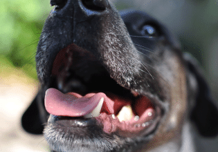 Τα υγιή δόντια του σκύλου τον προστατεύουν από οδοντικές παθήσεις