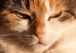 Ποια είναι τα εμβόλια που, μπορεί να προκαλέσουν σαρκώματα στη γάτα;