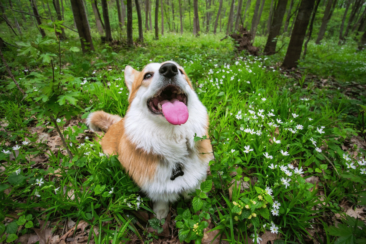 Ποιοι είναι οι παράγοντες που καθορίζουν την ευζωία των σκύλων