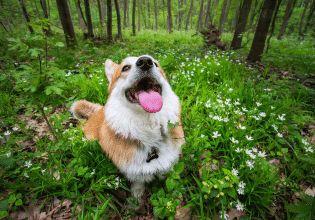 Ποιοι είναι οι παράγοντες που καθορίζουν την ευζωία των σκύλων