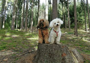 Επικίνδυνες οι κάμπιες για τον σκύλο – Τι μπορεί να του προκαλέσουν