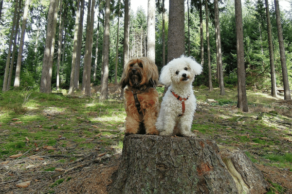 Επικίνδυνες οι κάμπιες για τον σκύλο – Τι μπορεί να του προκαλέσουν