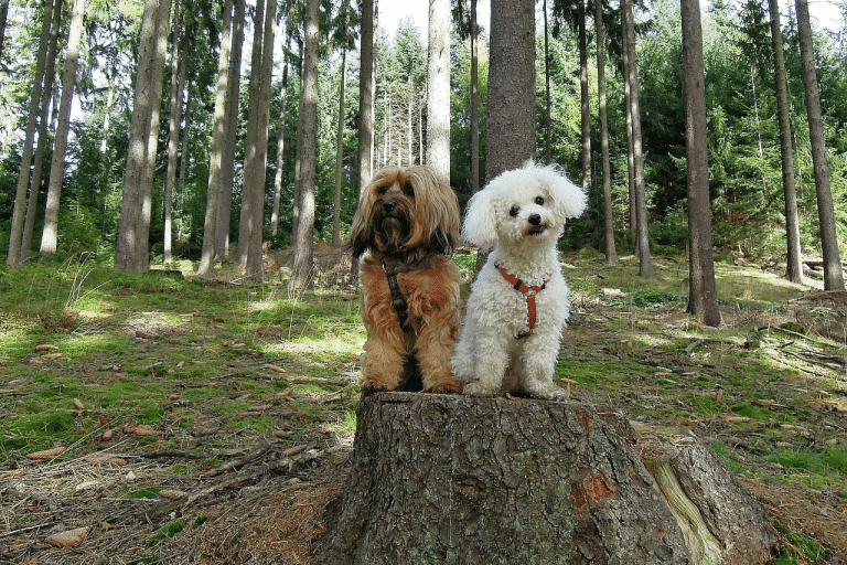 Επικίνδυνες οι κάμπιες για τον σκύλο – Τι μπορεί να του προκαλέσουν