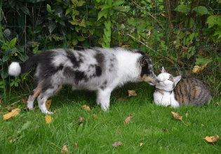 Καθαρά Δευτέρα: Τα απαγορευτικά εδέσματα για τα κατοικίδιά μας