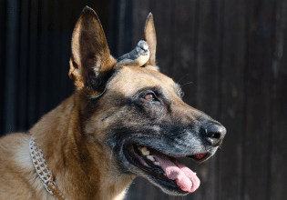 Γίνεται να συνυπάρξουν αρμονικά ένας σκύλος και ένα πουλάκι στο ίδιο σπίτι;