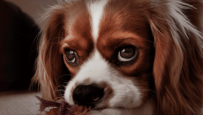 Χωρισμός: Ποιος θα κρατήσει τον σκύλο;