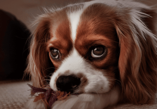 Χωρισμός: Ποιος θα κρατήσει τον σκύλο;