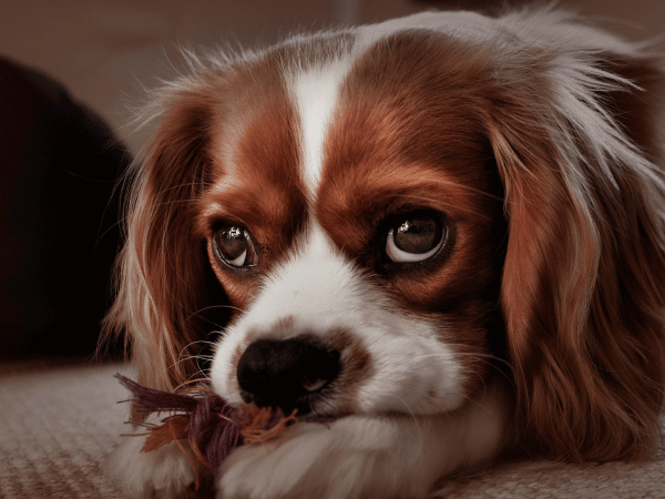 Χωρισμός: Ποιος θα κρατήσει τον σκύλο;