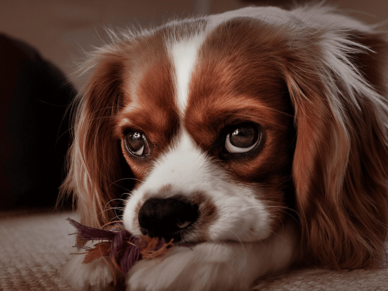 Χωρισμός: Ποιος θα κρατήσει τον σκύλο;