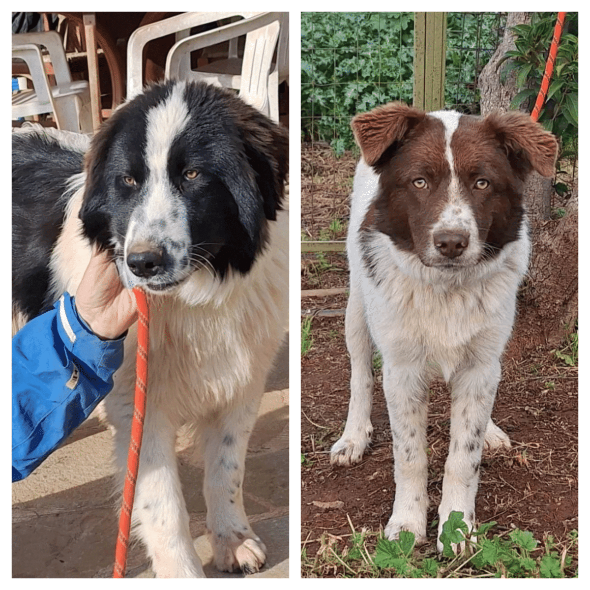 Τα αδεσποτάκια κουταβάκια, Άδωνις και Άρης, αδημονούν να βρουν τον άνθρωπό τους