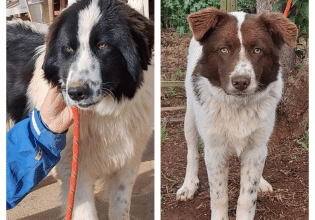 Τα αδεσποτάκια κουταβάκια, Άδωνις και Άρης, αδημονούν να βρουν τον άνθρωπό τους