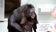 Χιμπατζής που έπαιξε τις «κουμπάρες» δείχνει ανεπτυγμένη φαντασία