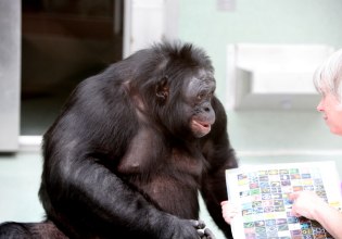 Χιμπατζής που έπαιξε τις «κουμπάρες» δείχνει προηγμένη φαντασία