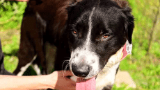 Ο σκυλάκος Πάρης θ’ αρρωστήσει απ’ τη στεναχώρια του, επειδή τον παράτησαν – Είμαστε το «φάρμακό» του