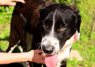 Ο σκυλάκος Πάρης θ’ αρρωστήσει απ’ τη στεναχώρια του, επειδή τον παράτησαν – Είμαστε το «φάρμακό» του