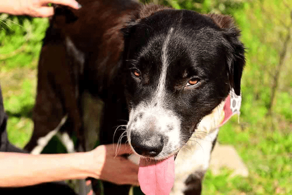 Ο σκυλάκος Πάρης θ’ αρρωστήσει απ’ τη στεναχώρια του, επειδή τον παράτησαν – Είμαστε το «φάρμακό» του