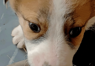 Δεν νοείται να αφήσουμε το τυφλό κουταβάκι Πρίγκιπα χωρίς οικογένεια – Έτσι δεν είναι;