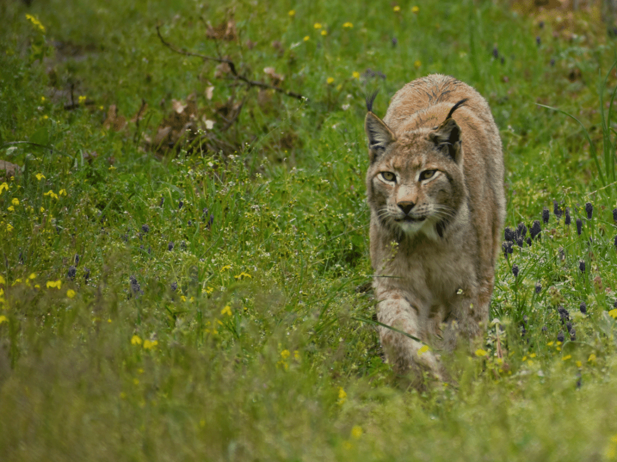 Λύγκας: Ο αθόρυβος θηρευτής των δασών – Ζει και στην Ελλάδα;