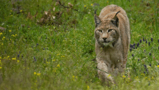 Λύγκας: Ο αθόρυβος θηρευτής των δασών – Ζει και στην Ελλάδα;