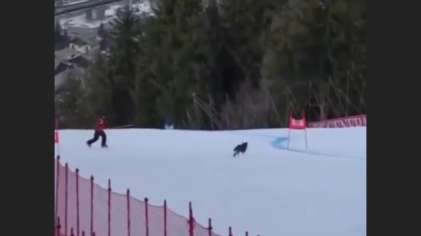 Σκύλος «έκλεψε» την παράσταση σε αγώνα σκι στο Μιλάνο [βίντεο]