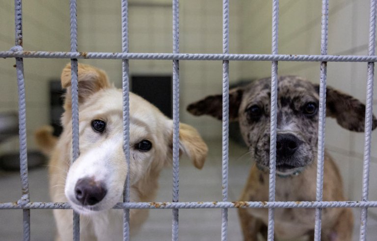 Ουκρανία: Ρωσικό χτύπημα σε καταφύγιο σκοτώνει τουλάχιστον 13 ζωάκια