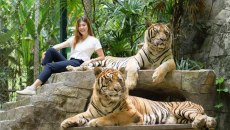 Έρευνα σε τουριστικό πάρκο της Ταϊλάνδης μετά τον θάνατο 72 τίγρεων