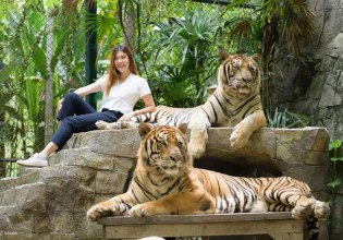 Έρευνα σε τουριστικό πάρκο της Ταϊλάνδης μετά τον θάνατο 72 τίγρεων