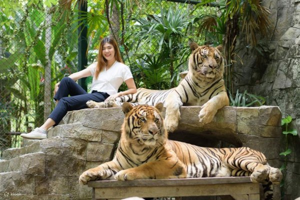 Έρευνα σε τουριστικό πάρκο της Ταϊλάνδης μετά τον θάνατο 72 τίγρεων