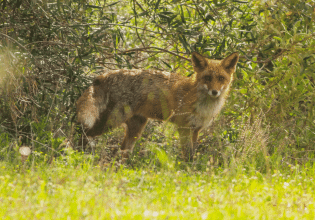 Οι αλεπούδες τα τελευταία χρόνια «βολτάρουν» στις κεντρικές πόλεις ακόμα και στην Αθήνα – Πώς εξηγείται;