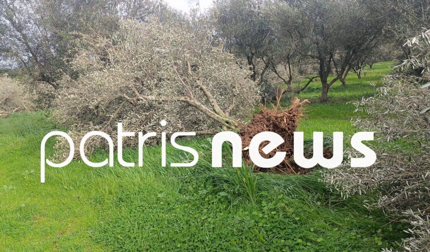 εικόνα που δείχνει ξεριζωμένες ελιές στην κοινότητα Μπόρσι