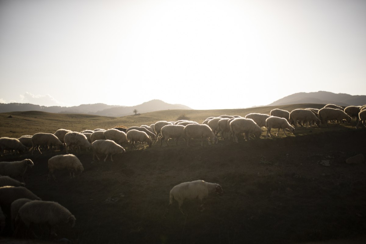 Δεν πείθουν οι απαντήσεις της ΑΑΔΕ για τις τελευταίες κατανομές του ΟΠΕΚΕΠΕ