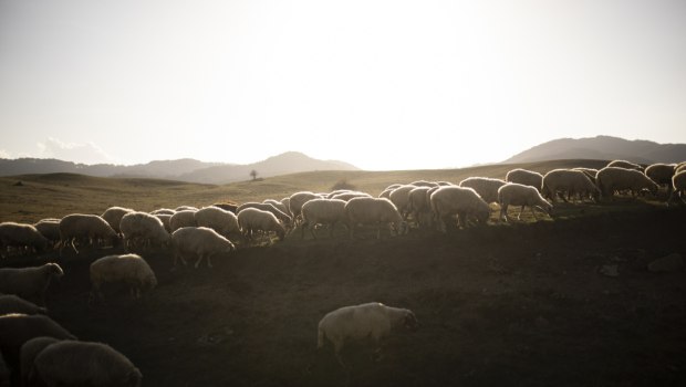 Δεν πείθουν οι απαντήσεις της ΑΑΔΕ για τις τελευταίες κατανομές του ΟΠΕΚΕΠΕ