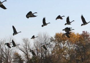 Φόβους για πανδημία από γρίπη των ζώων εκφράζει ο ΠΟΥ