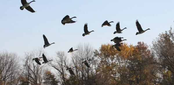 Φόβους για πανδημία από γρίπη των ζώων εκφράζει ο ΠΟΥ