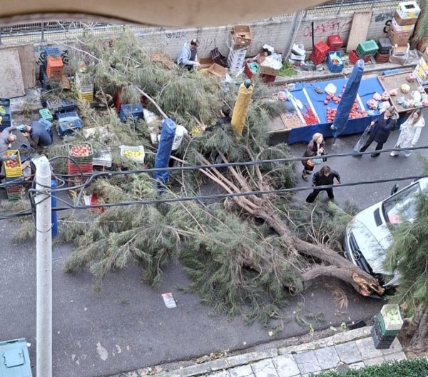 Μεγάλο δέντρο έπεσε σε πάγκους λαϊκής αγοράς στο Φάληρο – Από τύχη δεν υπήρξε τραυματισμός