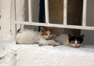 Κύπρος: Καταγγελίες για μυστηριώδη ξανθιά γυναίκα με βαν που αρπάζει γάτες