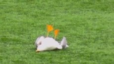 Πέθανε ο γλάρος που χτυπήθηκε από βολέ τερματοφύλακα – Περαστικός τον βρήκε στα σκουπίδια