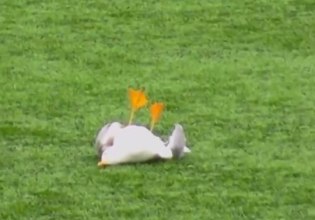 Πέθανε ο γλάρος που χτυπήθηκε από βολέ τερματοφύλακα – Περαστικός τον βρήκε στα σκουπίδια