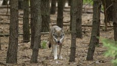 Λύκος επιτέθηκε σε περαστικούς στα Βασιλικά Κτήματα στο Τατόι