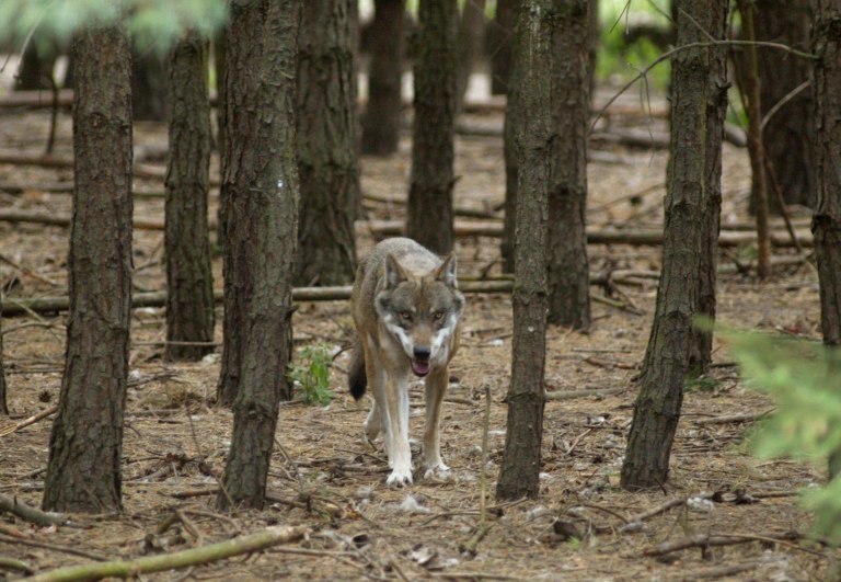 Λύκος επιτέθηκε σε περαστικούς στα Βασιλικά Κτήματα στο Τατόι
