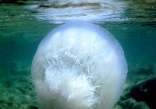 Δίχτυα προστασίας από μέδουσες σε επτά δήμους της Στερεάς Ελλάδας