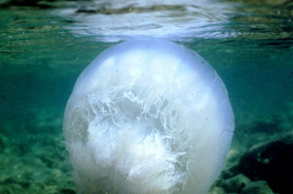 Δίχτυα προστασίας από μέδουσες σε επτά δήμους της Στερεάς Ελλάδας