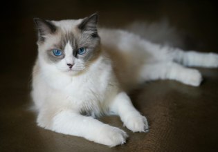 Γάτες: Θα μπορούσαν να βοηθήσουν στην εξεύρεση θεραπείας για κάποιους καρκίνους του μαστού