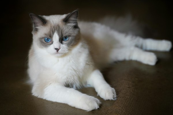 Γάτες: Θα μπορούσαν να βοηθήσουν στην εξεύρεση θεραπείας για κάποιους καρκίνους του μαστού