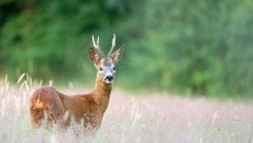 Ζαρκάδια εντοπίστηκαν για πρώτη φορά στο Σέιχ Σου – Ελπίδες για γεννητούρια