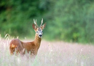 Ζαρκάδια εντοπίστηκαν για πρώτη φορά στο Σέιχ Σου – Ελπίδες για γεννητούρια