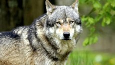 Άδεια για τη θανάτωση 200 λύκων έδωσε η Γαλλία