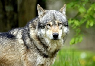 Άδεια για τη θανάτωση 200 λύκων έδωσε η Γαλλία