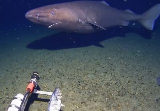 Καρχαρίας καταγράφηκε για πρώτη φορά στα παγωμένα νερά της Ανταρκτικής – Σε βάθος 490 μέτρων